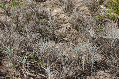 Spinifex littoreus